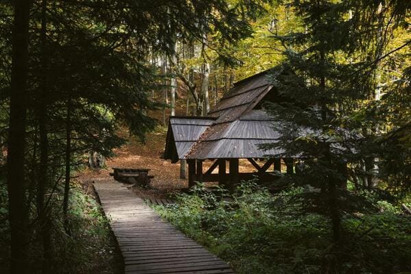 Forest Retreat